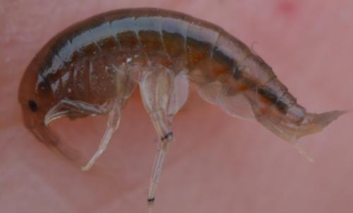 Gammarus sp.